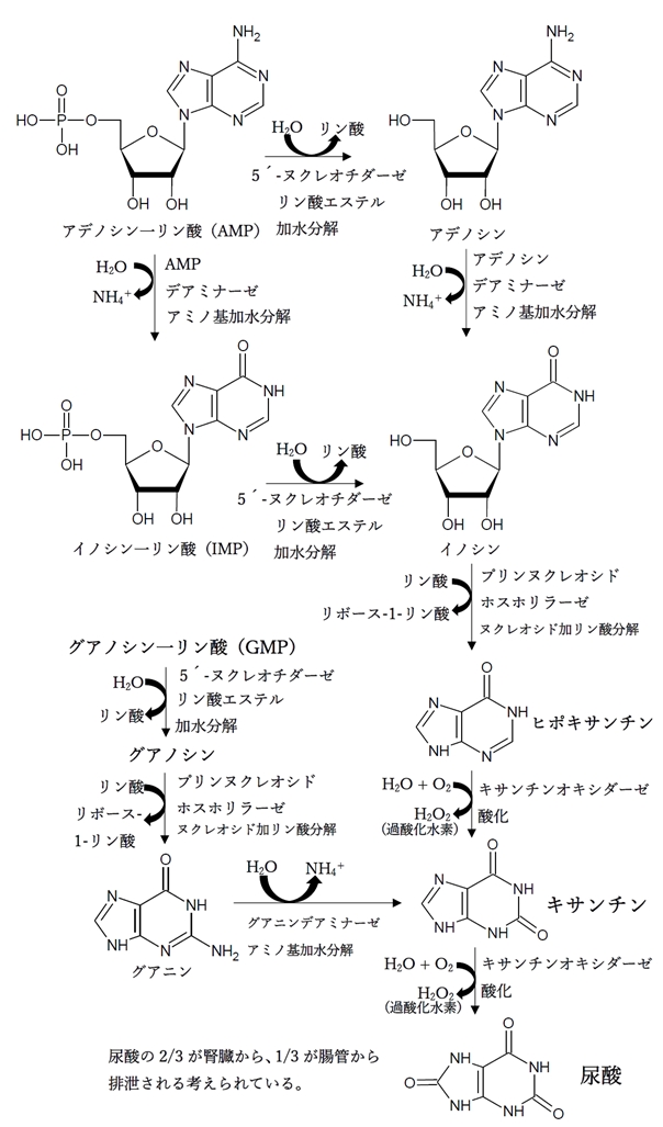 プリンヌクレオチドの分解 異化代謝 経路と最終産物