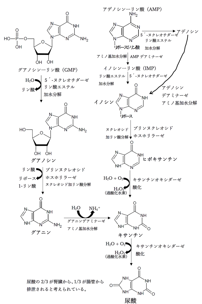 プリンヌクレオチドの分解 異化代謝 経路と最終産物