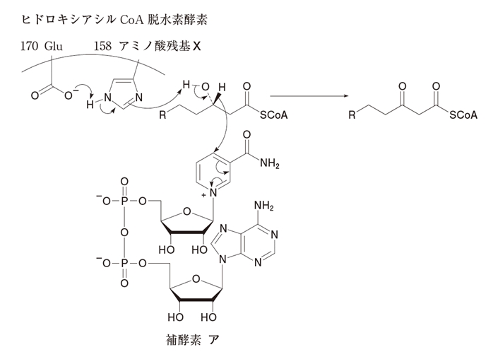 (R)-ベンジルスクシニルCoAデヒドロゲナーゼ