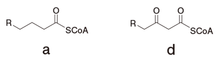 β酸化 脂肪酸と補酵素Aが縮合したチオエステルからアセチルCoAが生じる経路 104回薬剤師国家試験問138