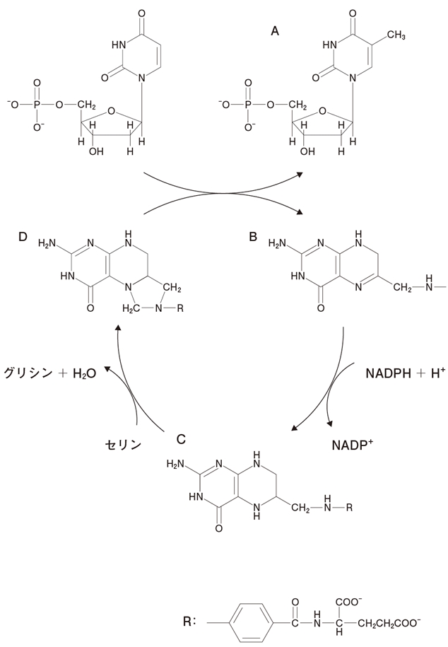 メトトレキサートと葉酸 服用方法(間隔) 106回薬剤師国家試験問222