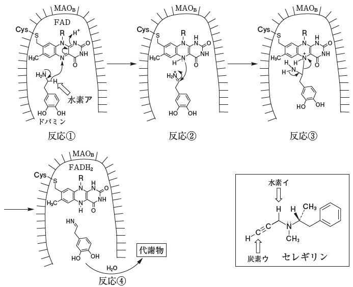 109回薬剤師国家試験問207 ドパミンのMAOBによる代謝とセレギリンによるMAOの阻害の機構