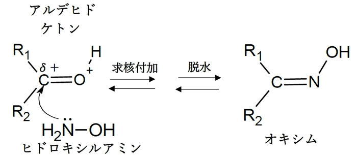 アルデヒド ケトンとヒドロキシルアミンからオキシムの反応機構 85回問5b