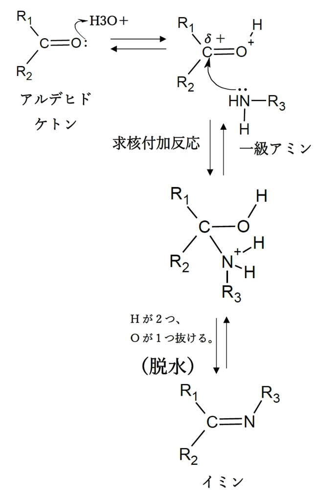 アルデヒド ケトンと1級2級アミンからイミン エナミンの反応機構 回