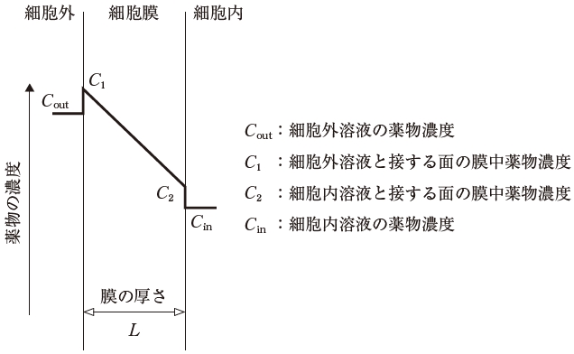 109回薬剤師国家試験問41 Fickの法則に従う細胞膜透過において、薬物の透過速度と反比例するもの