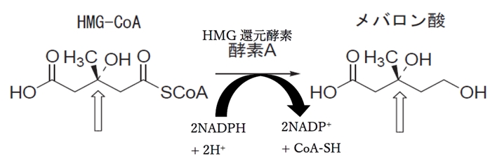 プラバスタチン,HMG-CoA,メバロン酸の化学 97回薬剤師国家試験問209
