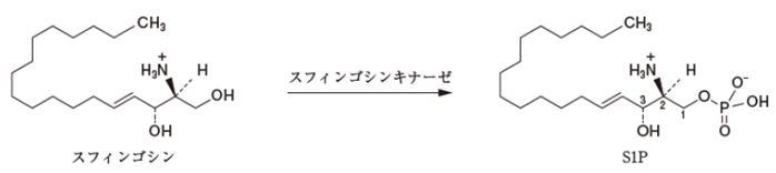 108回薬剤師国家試験問104 フィンゴリモドとスフィンゴシン-1-リン酸(S1P)