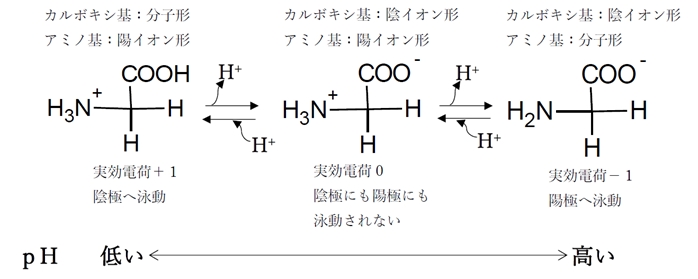 グリシンの電気泳動 pHと荷電・泳動方向 90回問29の3