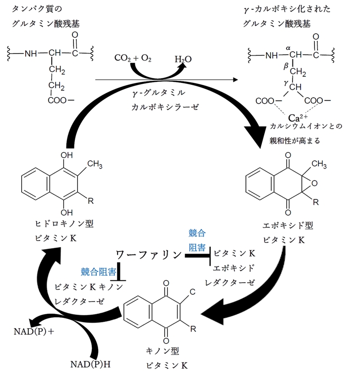 グルタミン酸残基のγ-カルボキシ化とビタミンkの働き,代謝経路