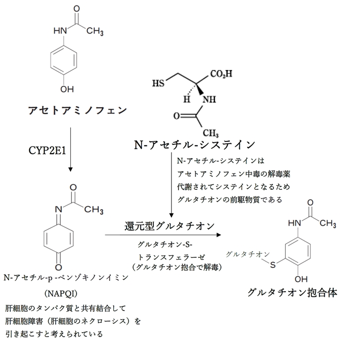 アセトアミノフェンの活性代謝物と解毒薬 98回薬剤師国家試験問236,237