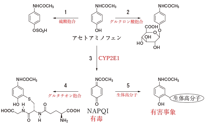 105回薬剤師国家試験問171 アセトアミノフェンによる肝毒性に関与し、エタノールにより誘導される酵素が関わる代謝過程