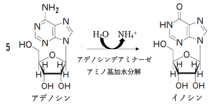 フェブキソスタットの作用点の生体内代謝反応と相互作用 100回薬剤師国家試験問222,223