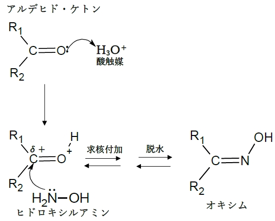 アルデヒド,ケトンとヒドロキシルアミンからオキシムの反応機構 85回問5b