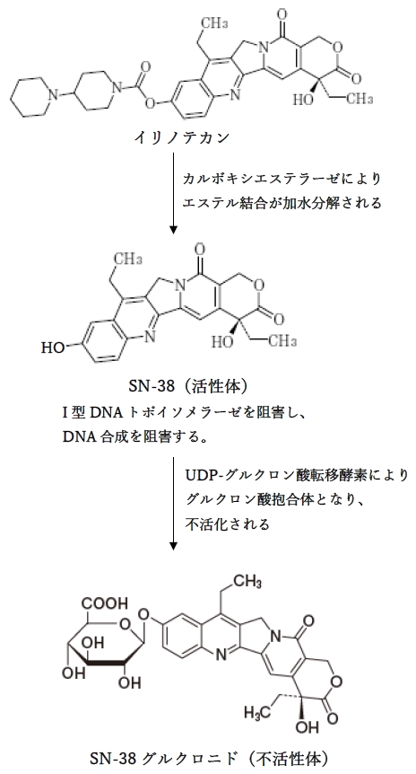 イリノテカンは植物アルカロイドのカンプトテシンの誘導体 96回問11d