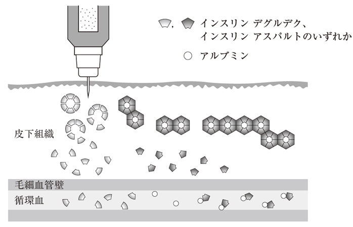 ライゾデグ配合注 107回薬剤師国家試験問276,277