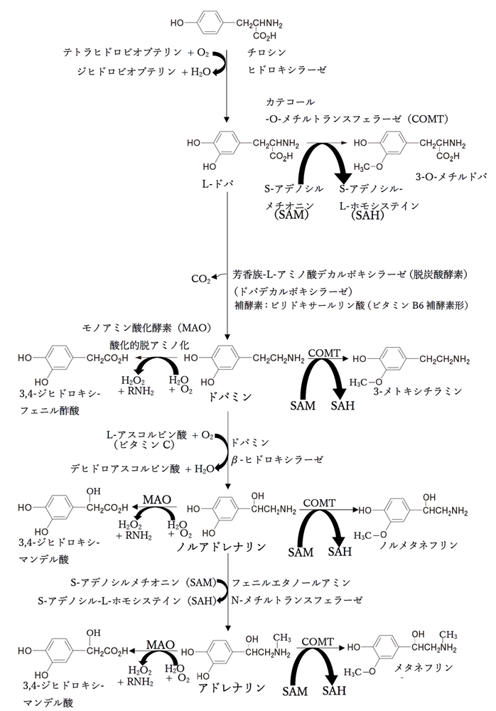 カテコールアミン(ドパミン,ノルアドレナリン等)の合成と代謝の経路
