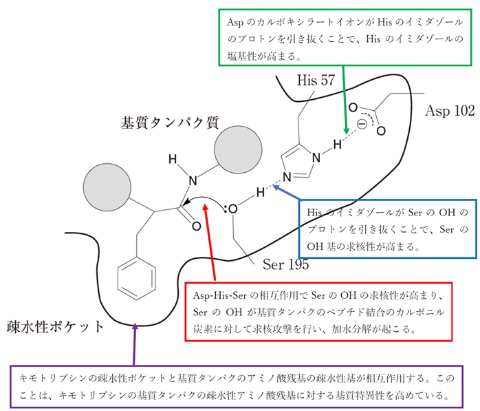 キモトリプシンの酵素活性部位における相互作用,機構 103回薬剤師国家試験問105