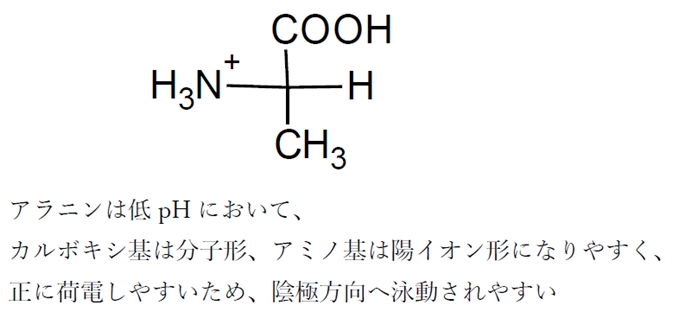 アラニンの電気泳動 pHと荷電,泳動方向 88回問29e