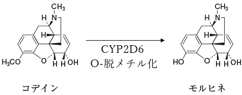 91回薬剤師国家試験問156 薬物代謝に関する記述のうち、正しいものの組合せはどれか