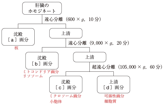 107回薬剤師国家試験問172 シトクロムP450が存在する画分として、最も適切なのはどれか