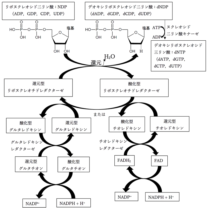 デオキシリボヌクレオチド合成とリボヌクレオチドレダクターゼ