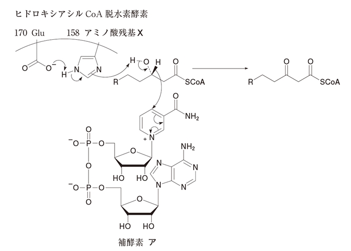 β酸化 β-ヒドロキシアシルCoAからβ-ケトアシルCoA 106回薬剤師国家試験問106