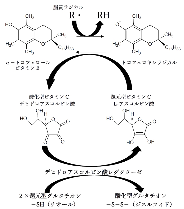 ビタミンE フェノール性水酸基 ラジカル消去と抗酸化作用 96回問6d