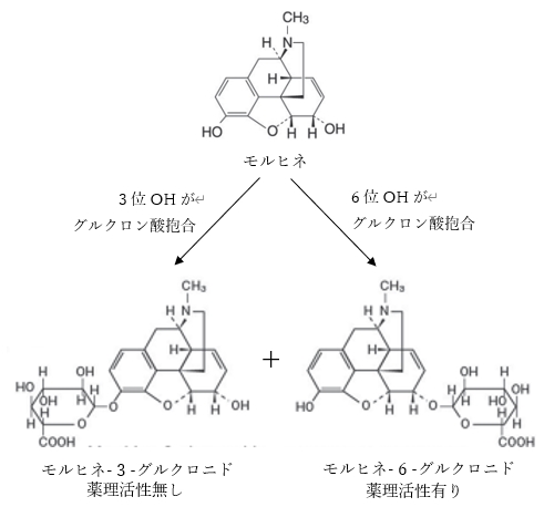 モルヒネに関する記述の正誤について、正しい組合せはどれか 96回薬剤師国家試験問164