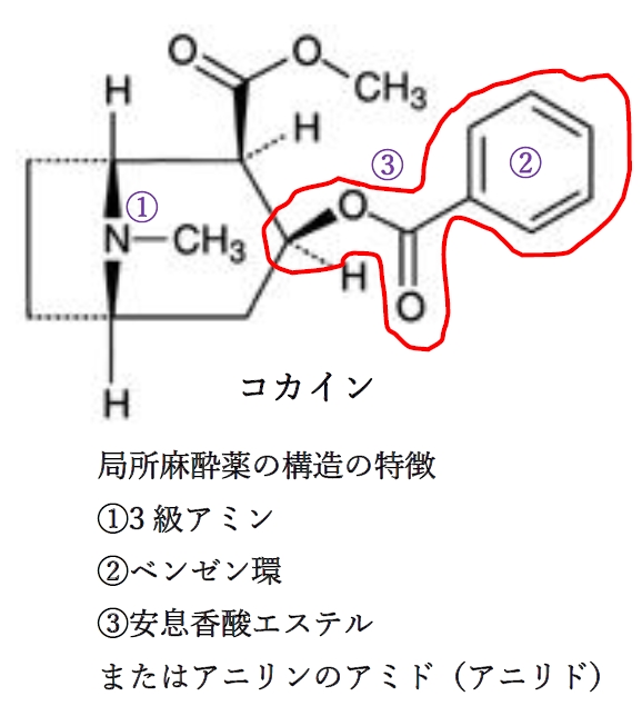 局所麻酔薬の構造の特徴 薬学化学