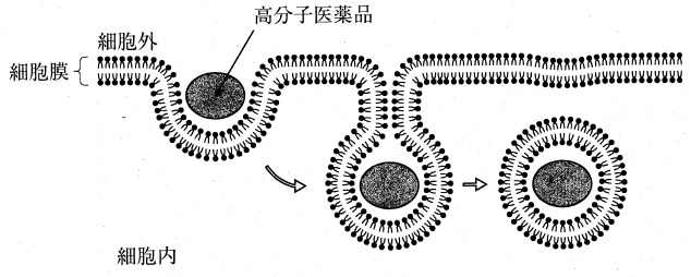 110回薬剤師国家試験問41 細胞膜の形態変化を伴って細胞内へ取り込む輸送機構