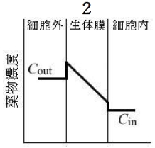 95回薬剤師国家試験問152 薬物が単純拡散により生体膜透過する際の定常状態における模式図